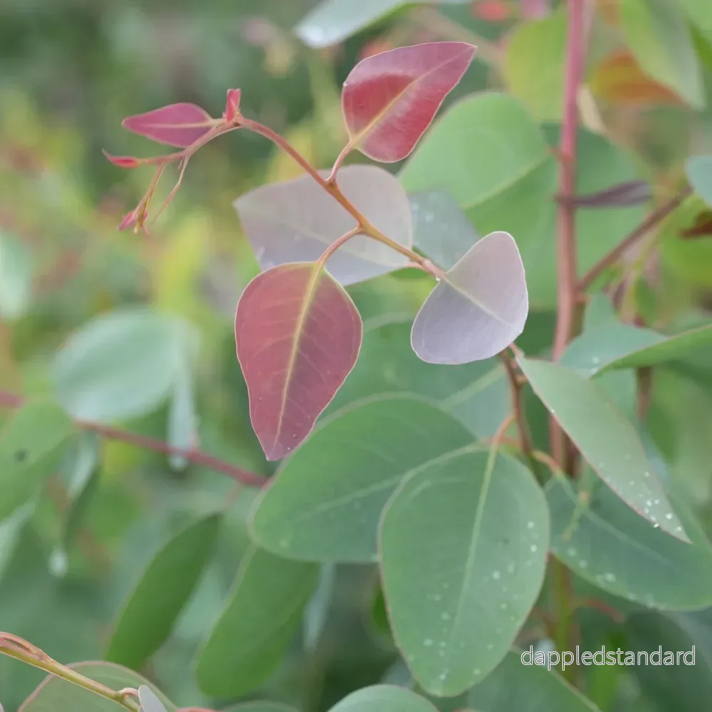 Eukalyptus ´Red Gum´ Eukalyptus ´Red Gum´