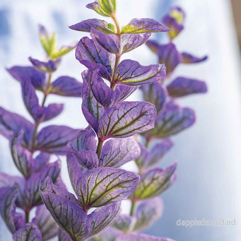 Broksalvia ´Oxford Blue´
