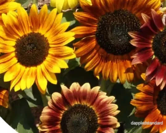 Solros snittblomsmix - Bild 2