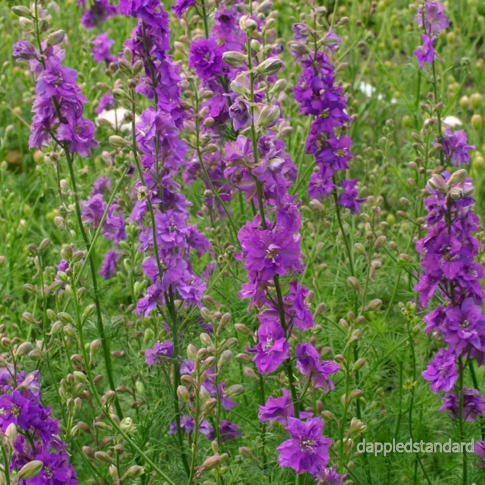 Riddarsporre ´Imperial Lilac Spire´