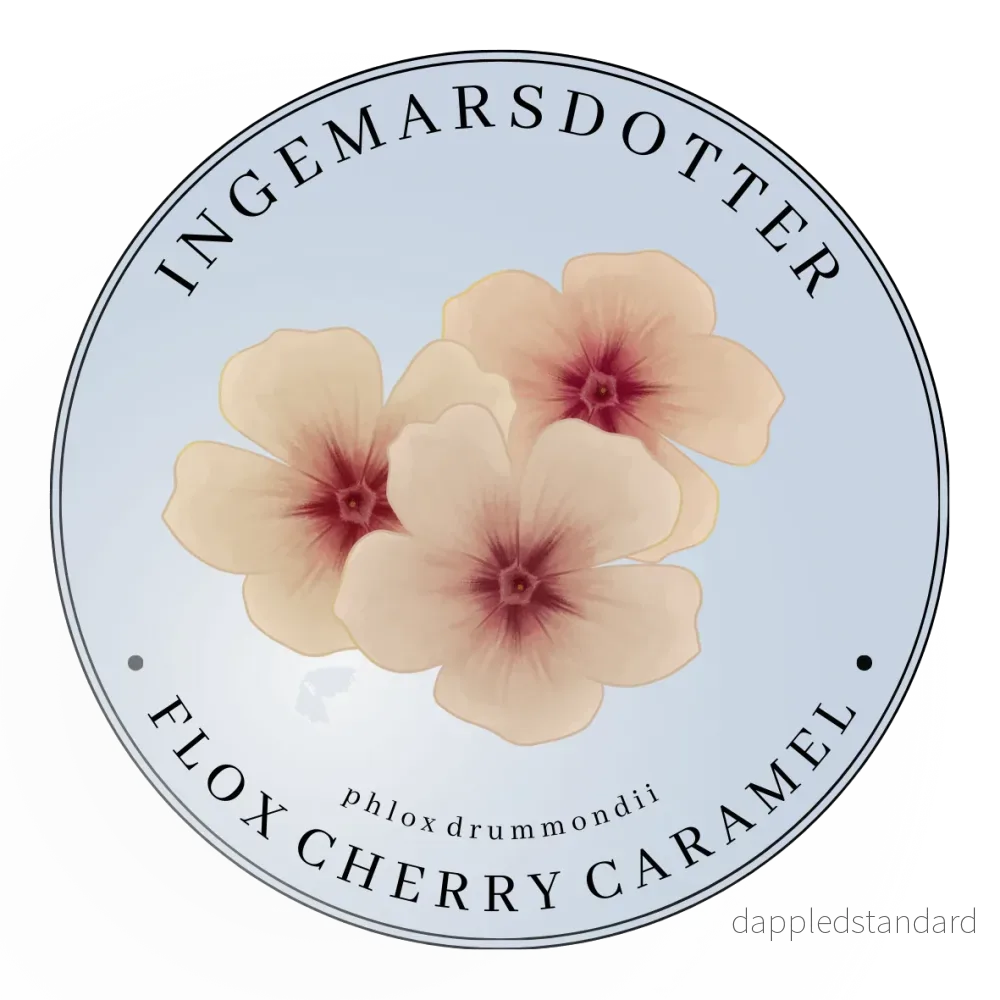 Flox Cherry Caramel Flox Cherry Caramel