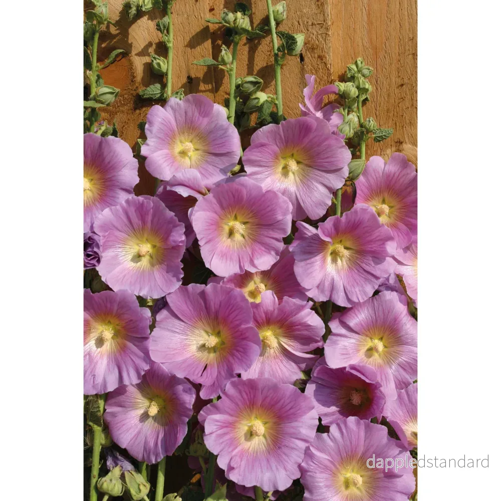 Stockros ´Halo Pink´ - Bild 2