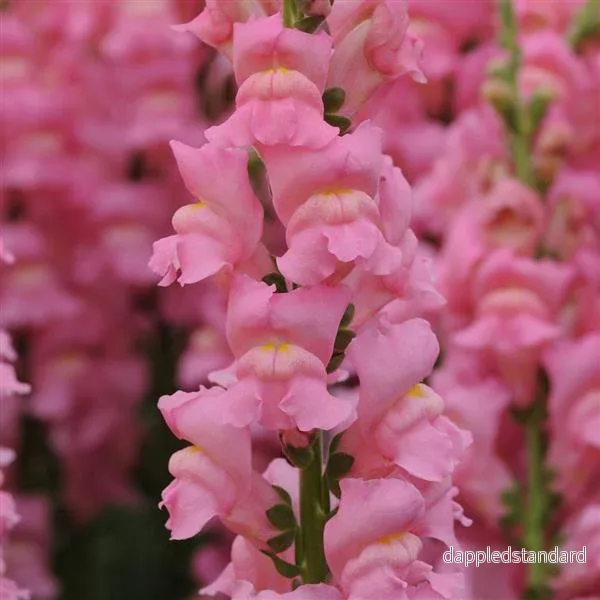Lejongap ´Potomac Early Pink’ Lejongap ´Potomac Early Pink’