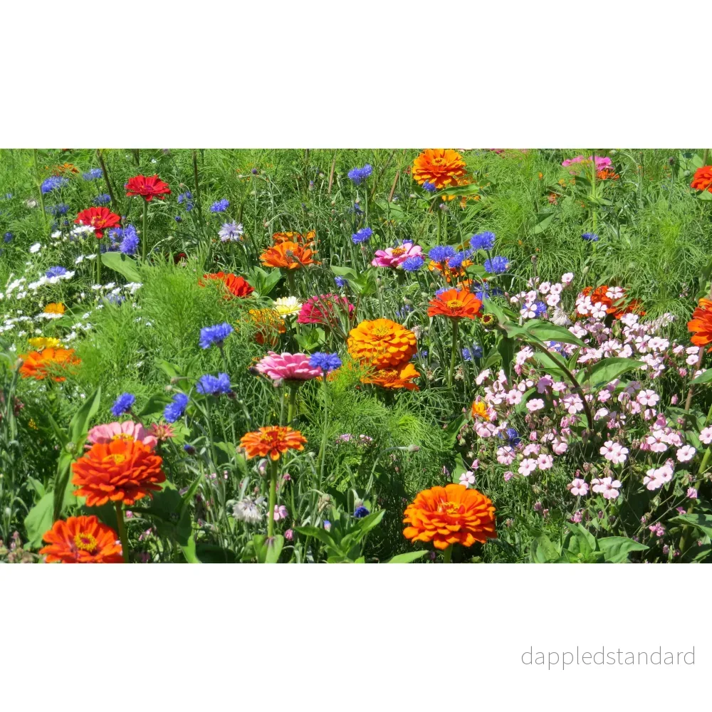 Blomsterblandning Snittblommor - Bild 2