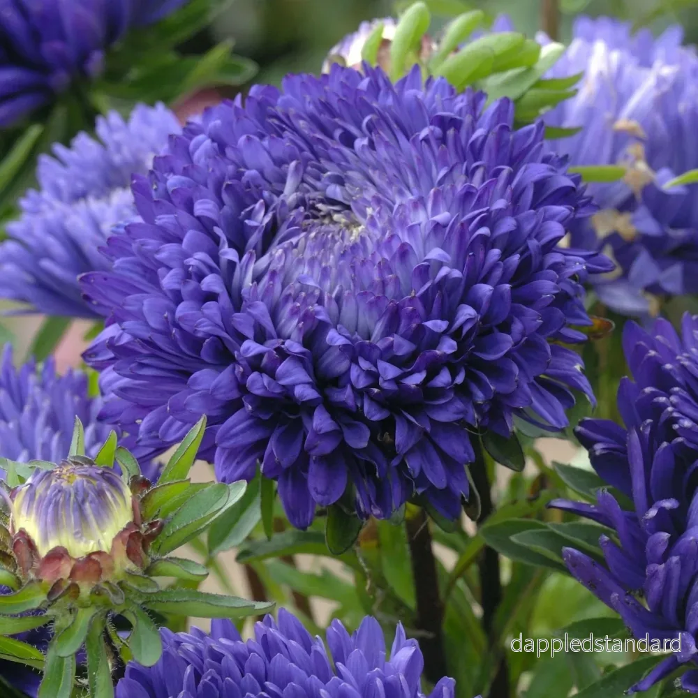 Sommaraster ´King Size Mid Blue´ Sommaraster ´King Size Mid Blue´