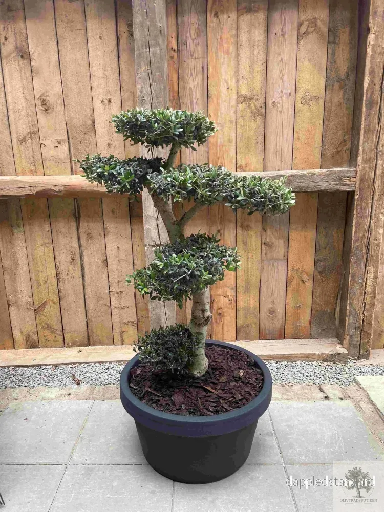 Plantering Small – Medelhavsjord/pinjebark Plantering Small – Medelhavsjord/pinjebark
