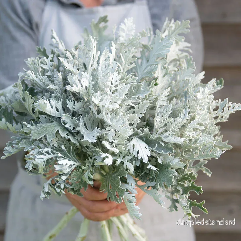 Silverek ´Candicans´