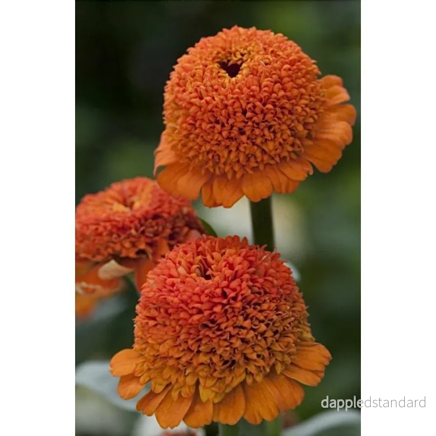Zinnia ´Cresto! Orange´ Zinnia ´Cresto! Orange´
