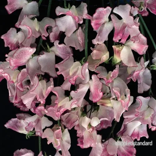 Luktärt ´Lilac Ripple´ Luktärt ´Lilac Ripple´