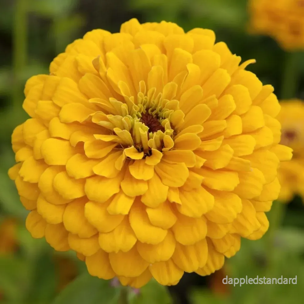 Zinnia ´Golden State´