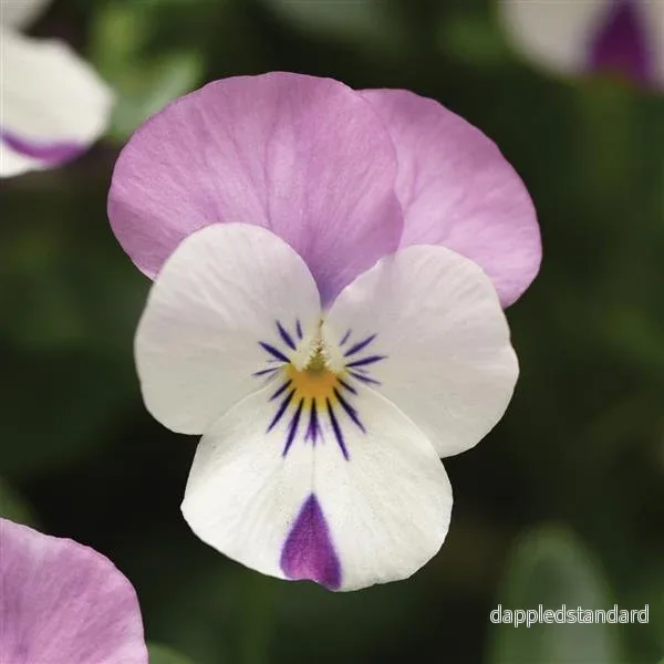 Bukettviol ´Sorbet Pink Wing´ Bukettviol ´Sorbet Pink Wing´