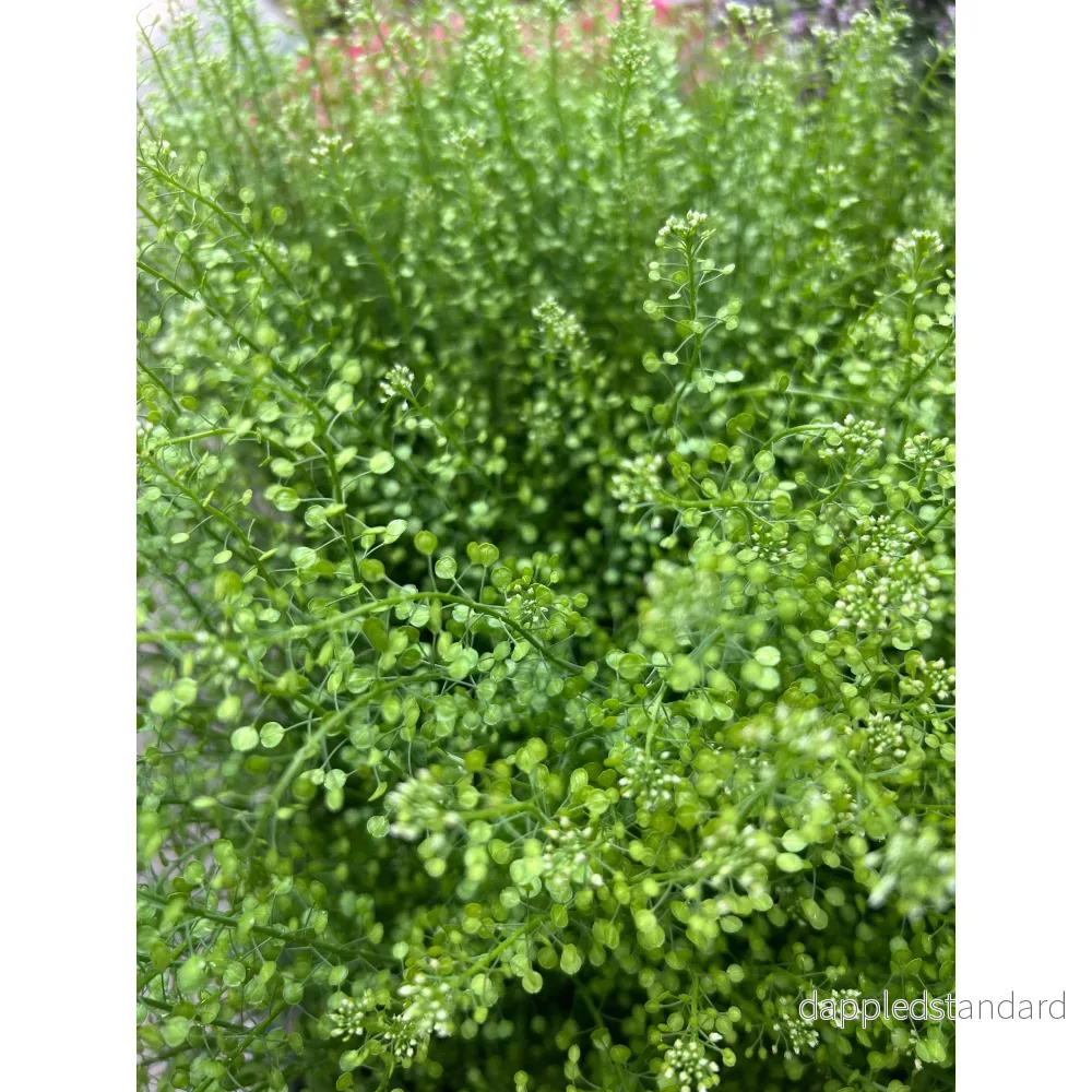 Bukettkrasse/Persian Cress - Bild 3