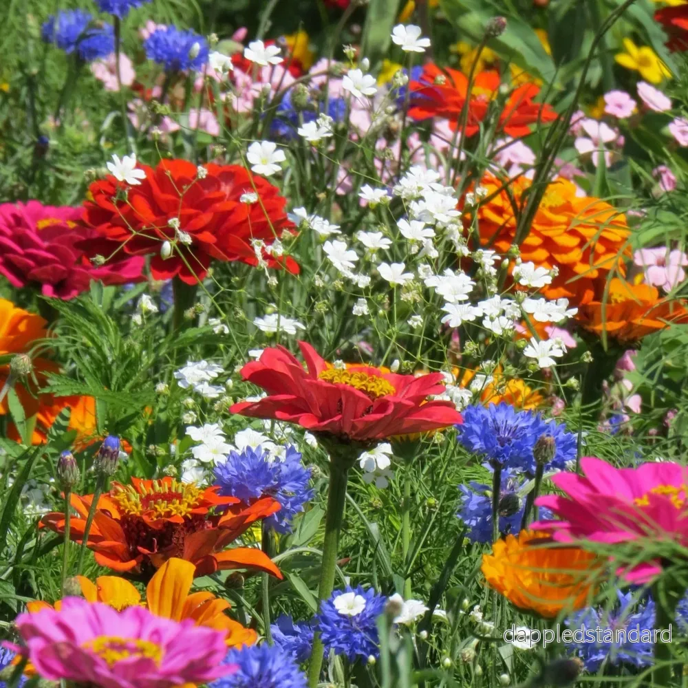 Blomsterblandning Snittblommor Blomsterblandning Snittblommor