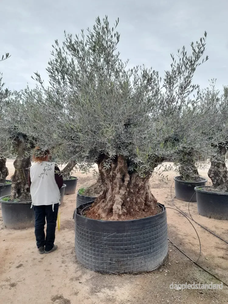 Olivträd Olea Europaea 180 år – XL ”Pata”