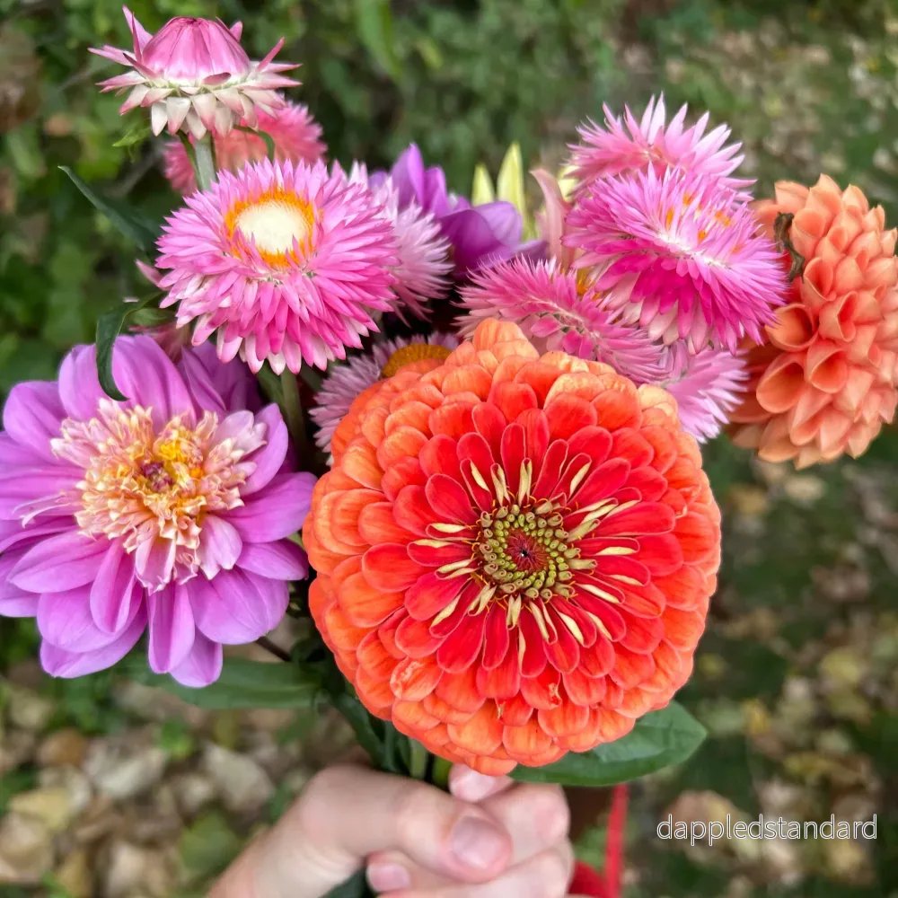 Zinnia ´Benary´s Giant Salmon Rose´ - Bild 3