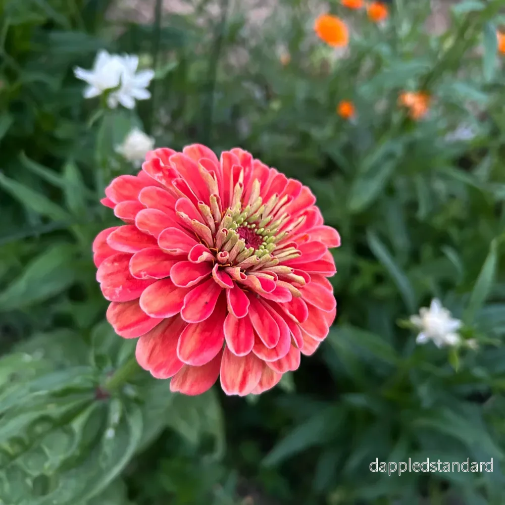 Zinnia ´Benary´s Giant Salmon Rose´ - Bild 2