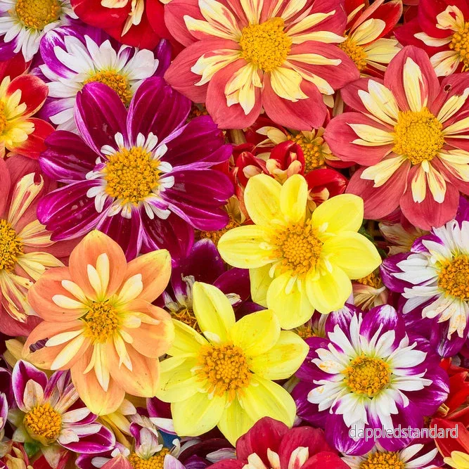 Sommardahlia ´Dandy Mix´ Sommardahlia ´Dandy Mix´