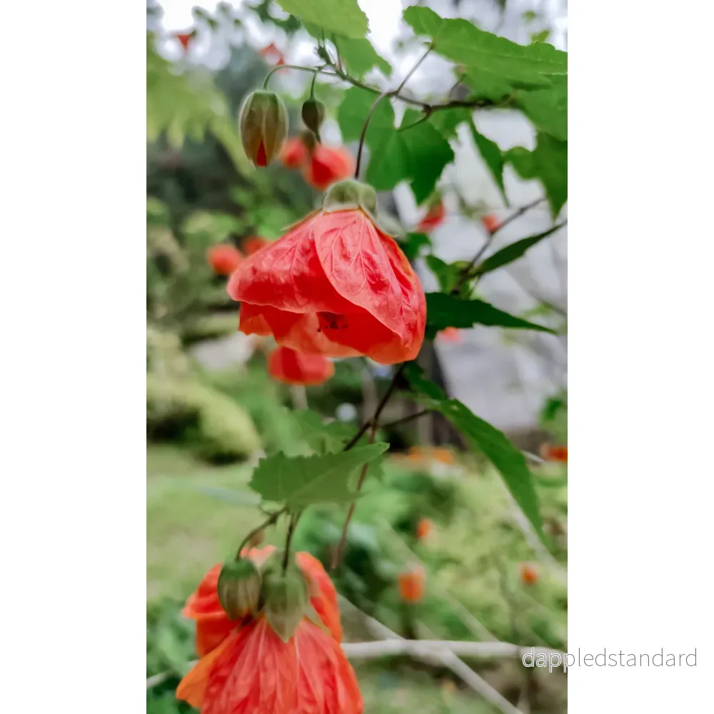 Klockmalva/Blomsterlönn - Bild 2