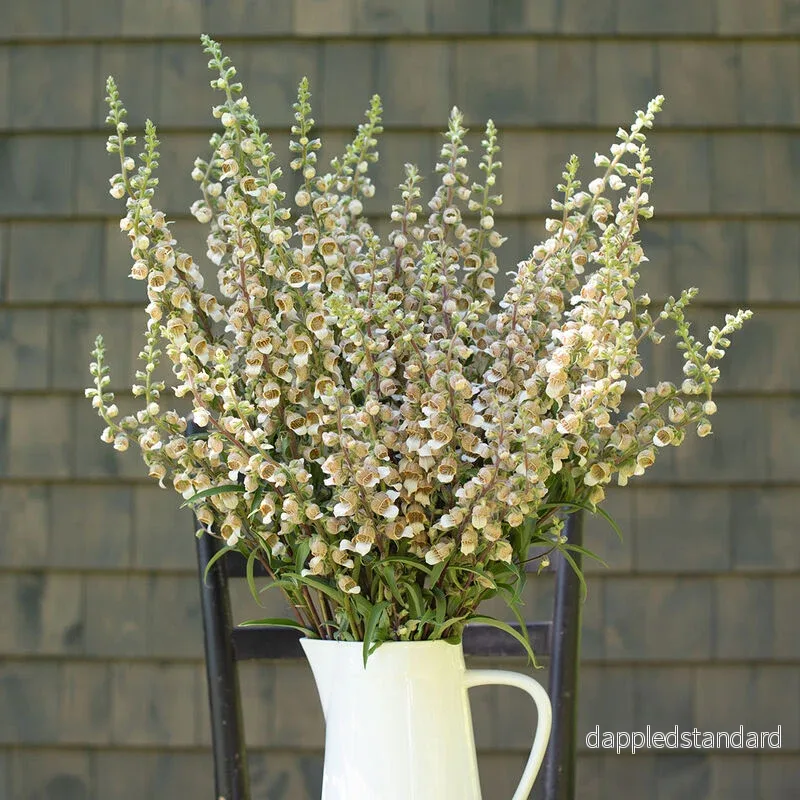 Grekisk fingerborgsblomma ´Café Creme´