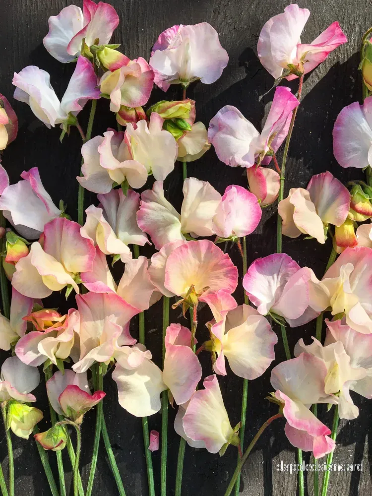 Rosy Frills - Bild 2