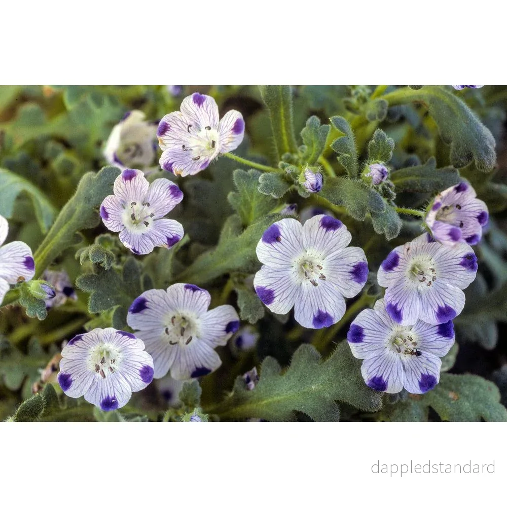 Kärleksblomster - Bild 2