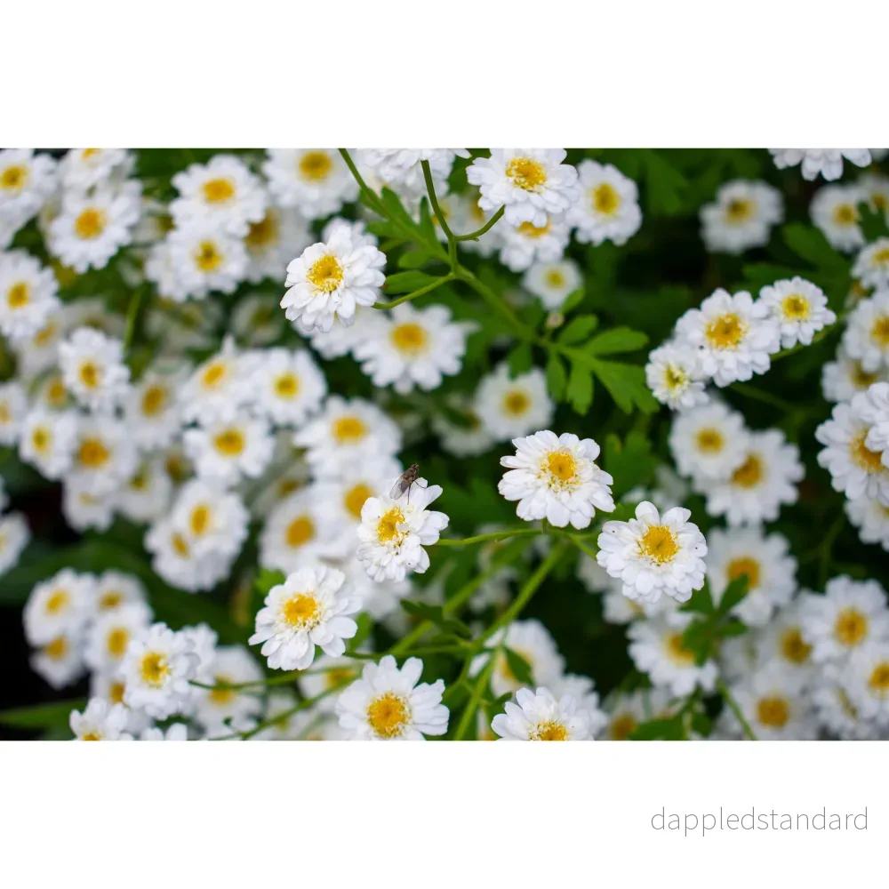 Trädgårdsmattram ´Tetra White Wonder´ - Bild 2