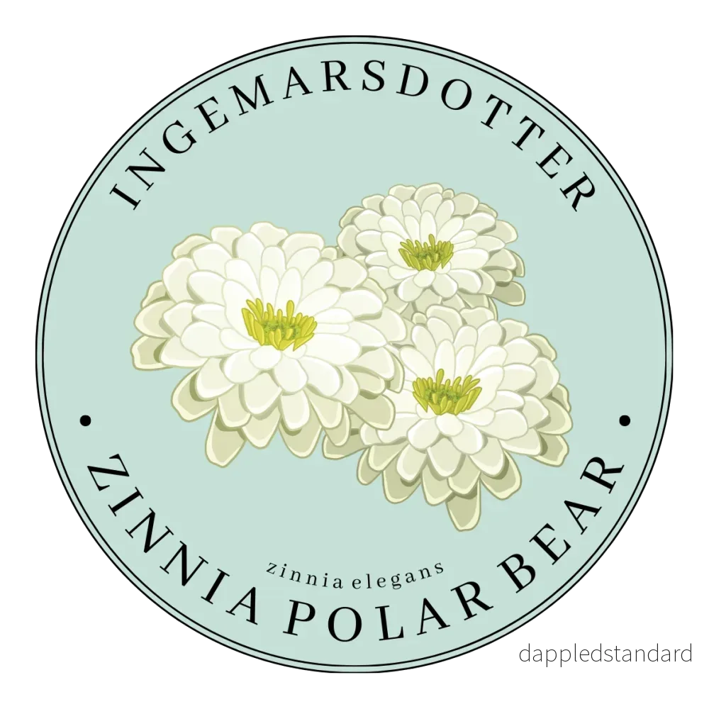 Zinnia Polar Bear (storpack) Zinnia Polar Bear (storpack)