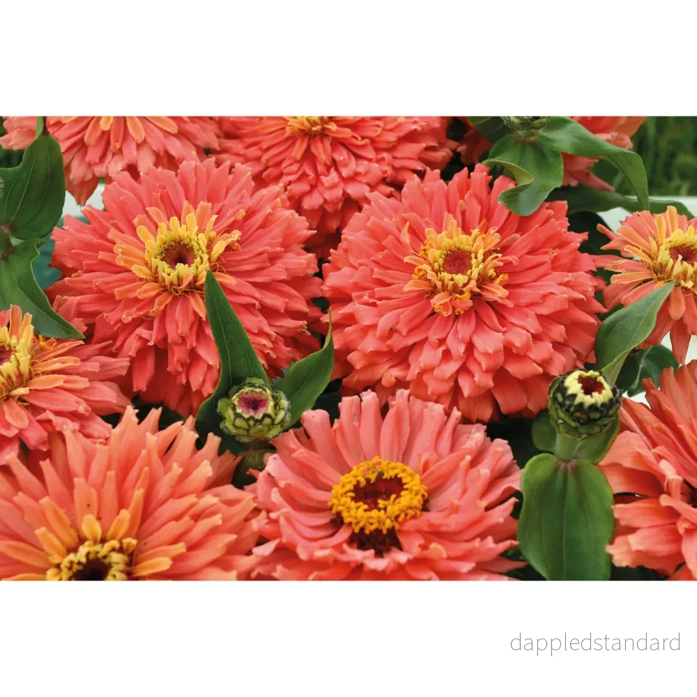 Zinnia ´Senora´ - Bild 2