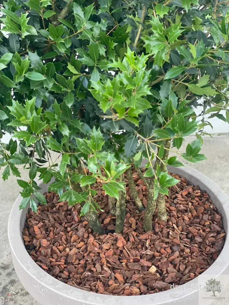 Osmanthus ilicifolius - Flerstammig 220 cm - Bild 3