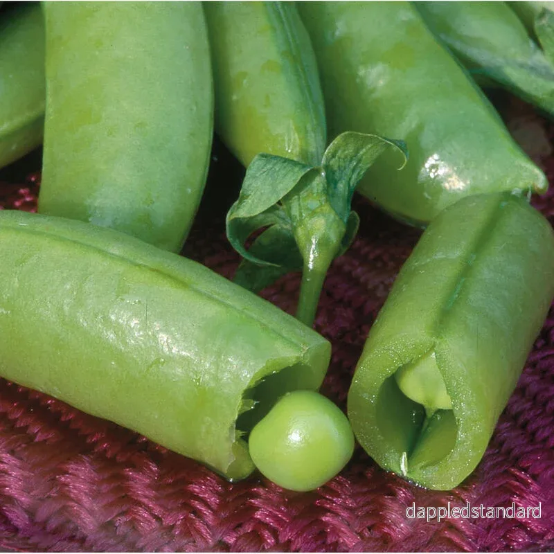 Brytsockerärt ´Super Sugarsnap´