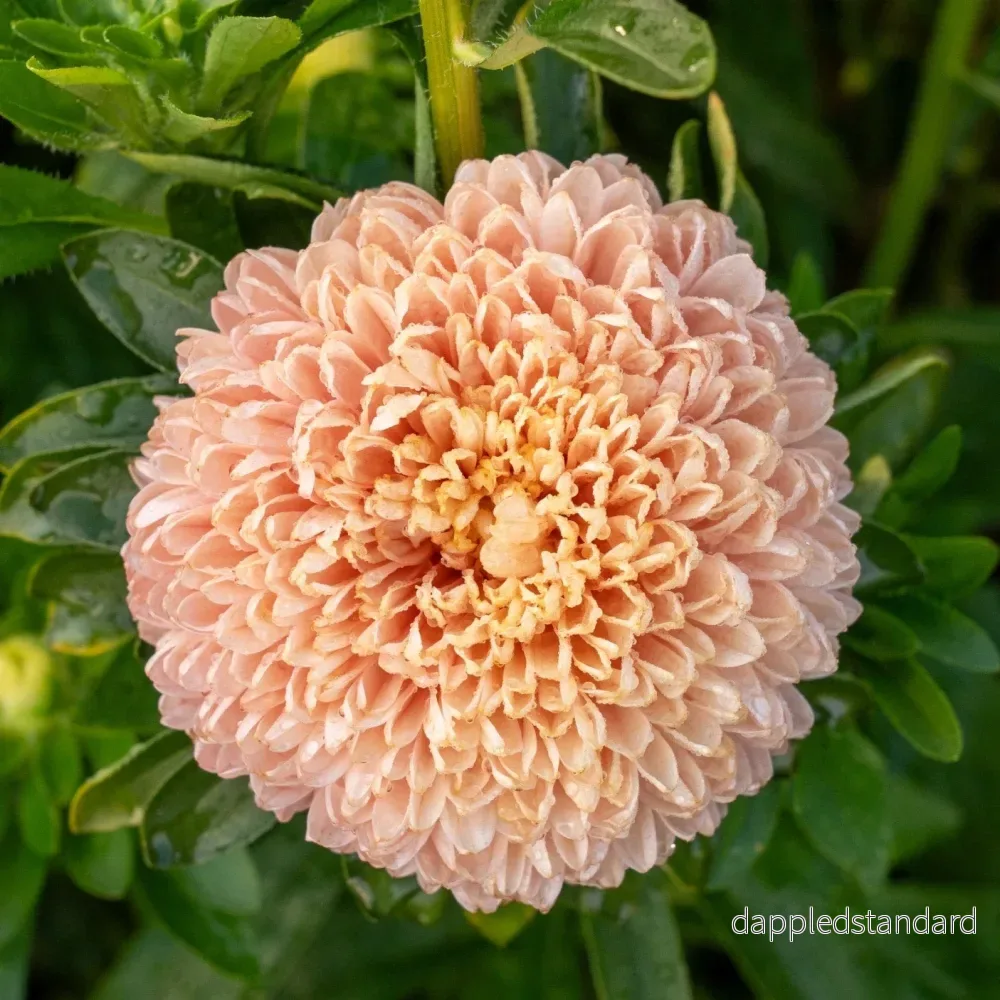 Sommaraster ´Chrisantella Pink Mother of Pearl´