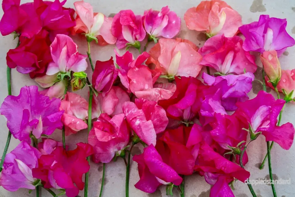 Pink fluff - Bild 2