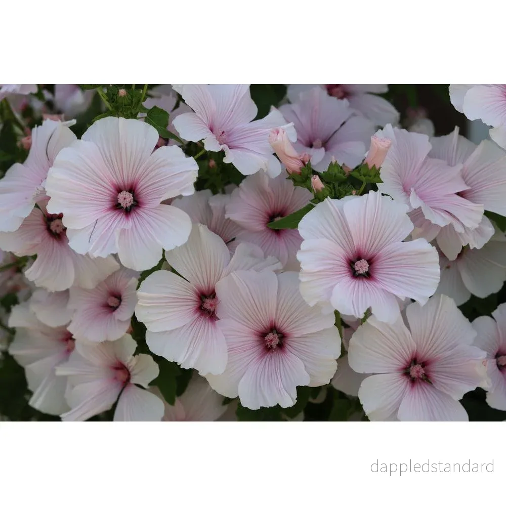 Sommarmalva ´New Dwarf Pink Blush´ - Bild 2