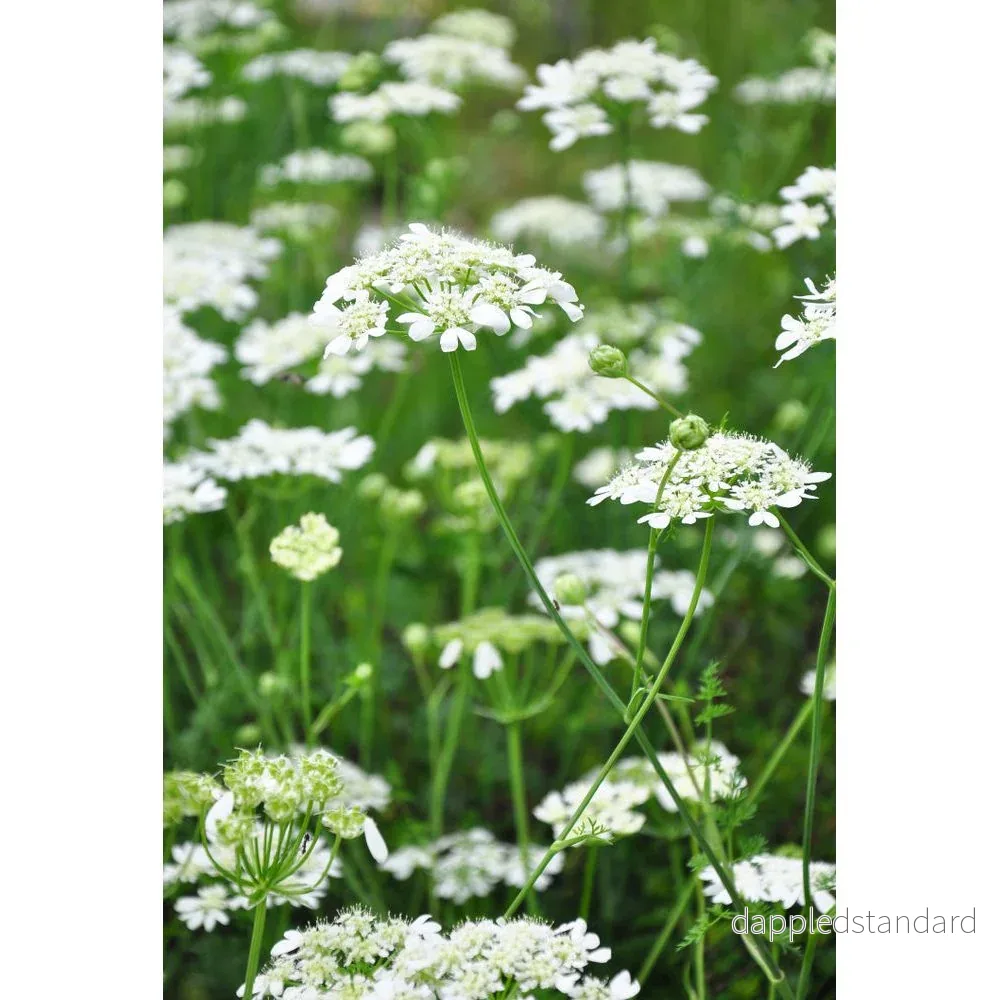 Blomsterkörvel ´White Lace´ - Bild 2
