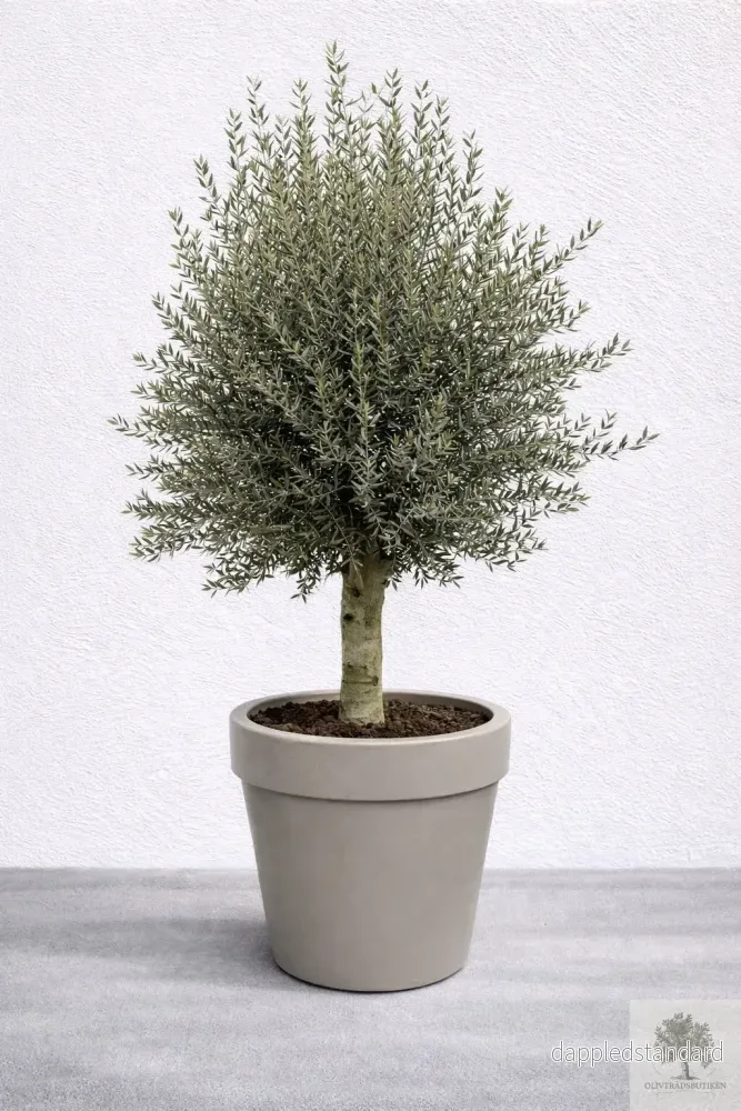 Olivträd 30 år - 230 cm höjd - 40 cm stam - 90 cm krona - Bild 2