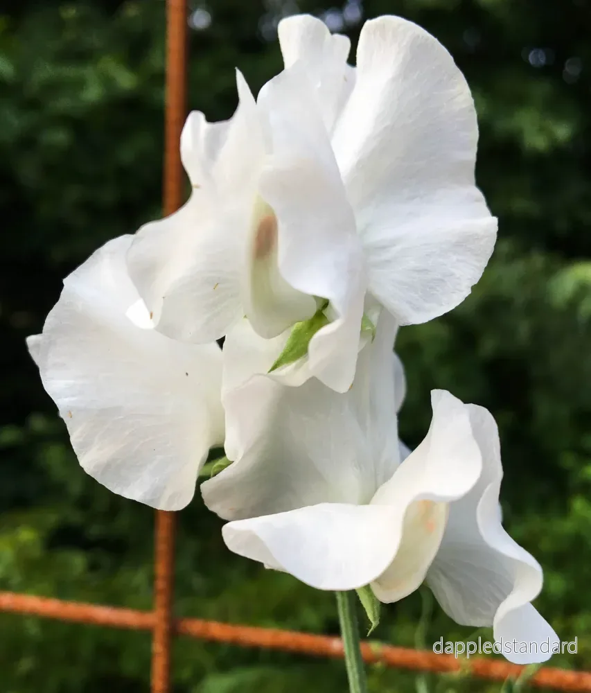 White Frills White Frills