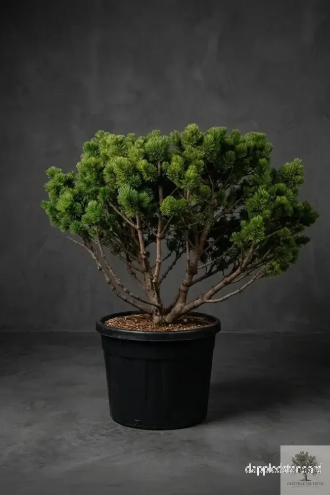 Barrträd – Pinus Mugo – 160 cm Barrträd – Pinus Mugo – 160 cm
