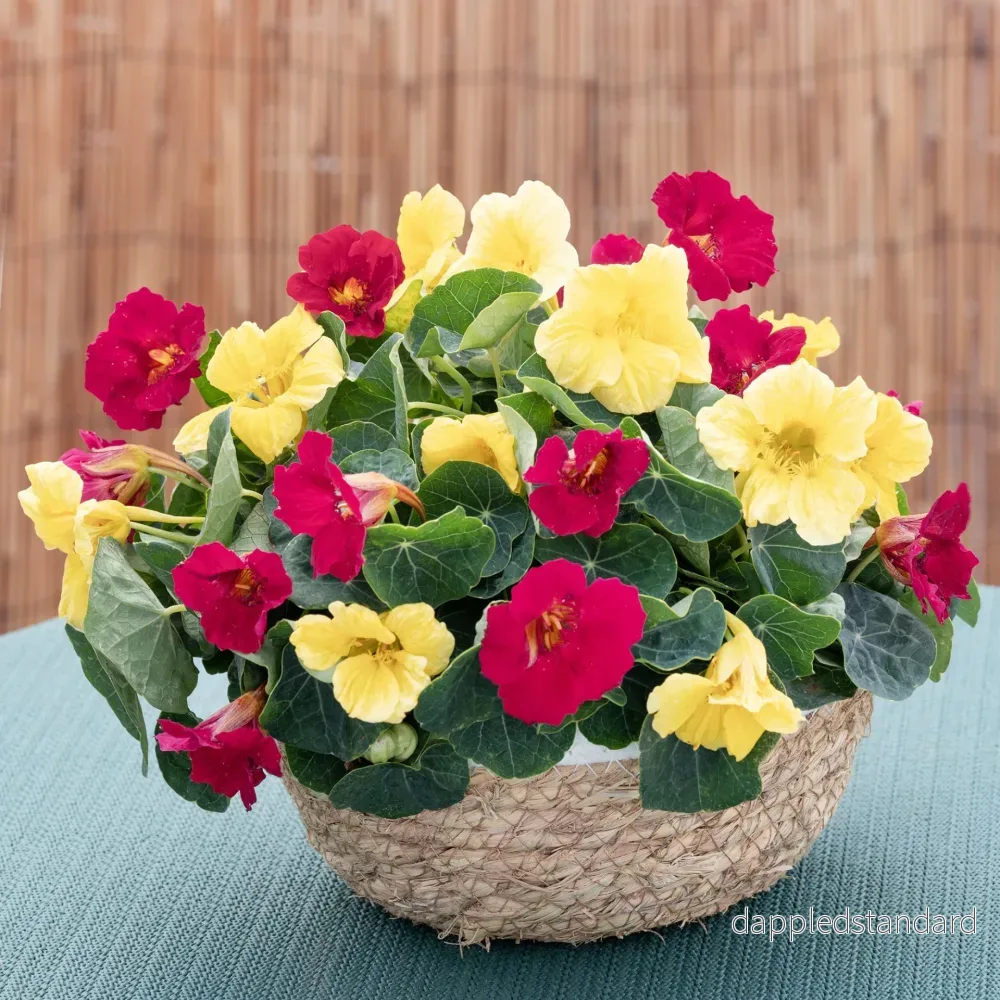 Buskkrasse ´Baby Lemon Raspberry´ Buskkrasse ´Baby Lemon Raspberry´