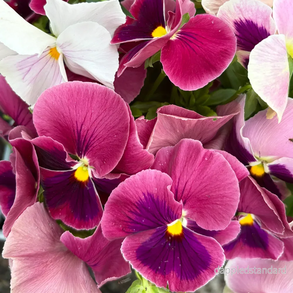 pink shades with blotch mix - Bild 2