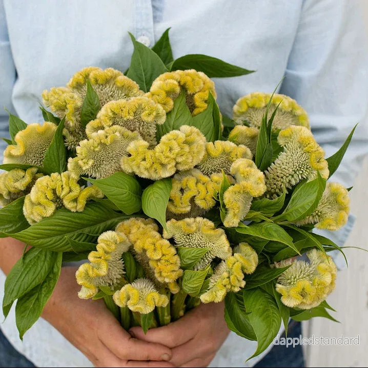 Celosia, Tuppkam ´Cramers´ Lemon Lime´