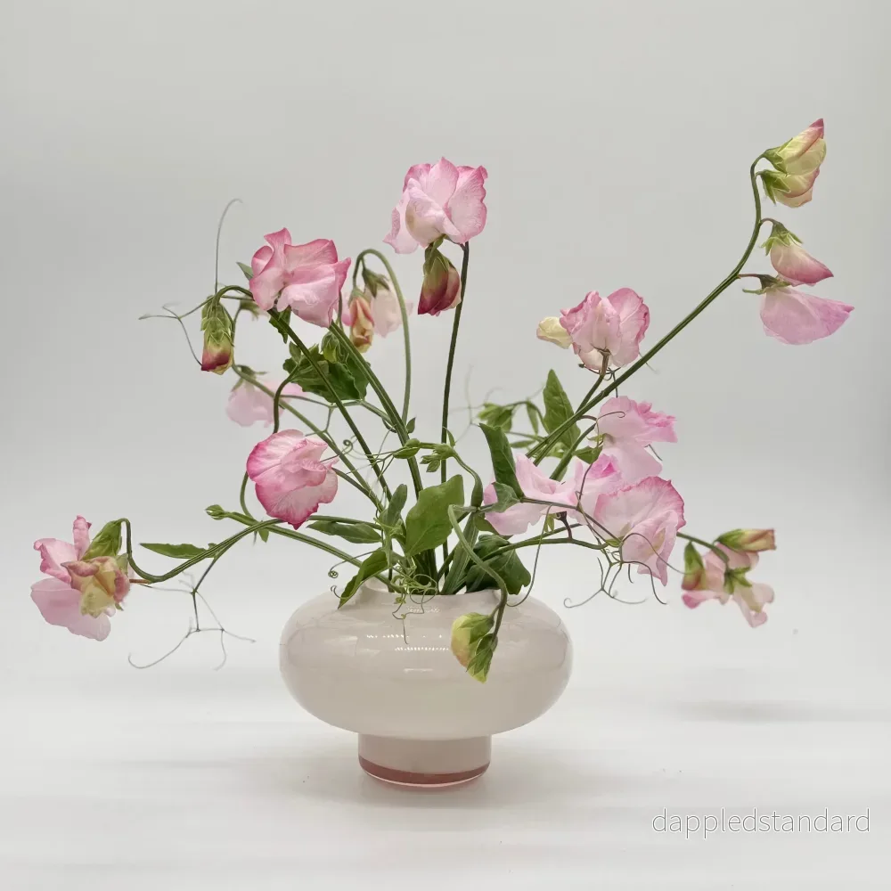 Rosy Frills