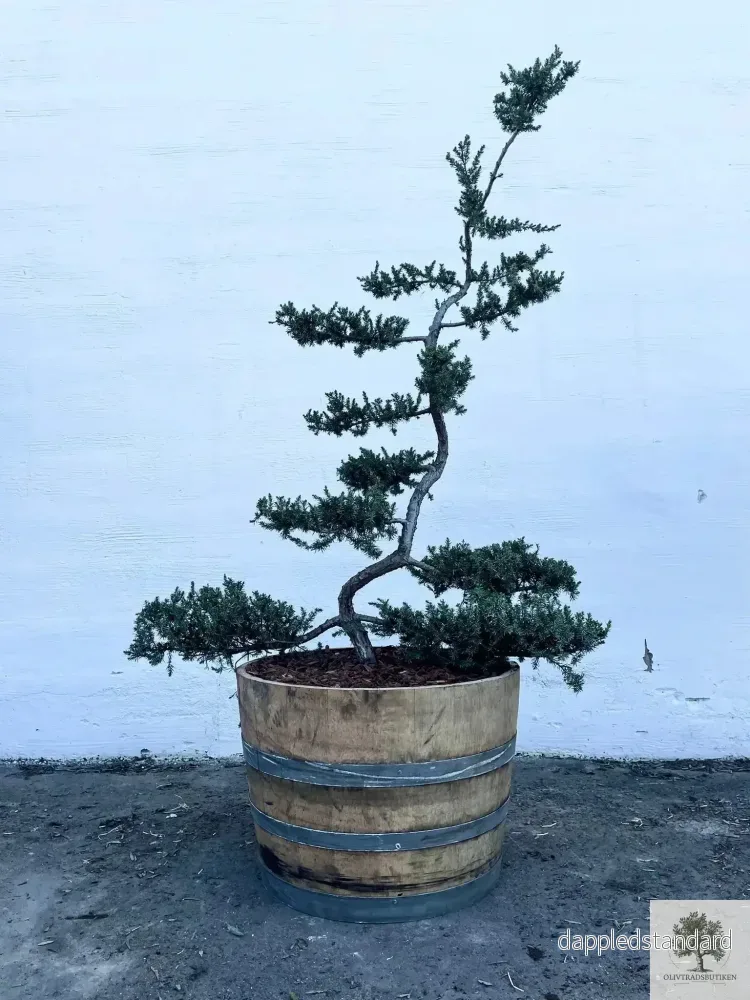 Barrväxt bonsai – tålig – Juniperus Conferta Schlager – Bonsai 180 cm