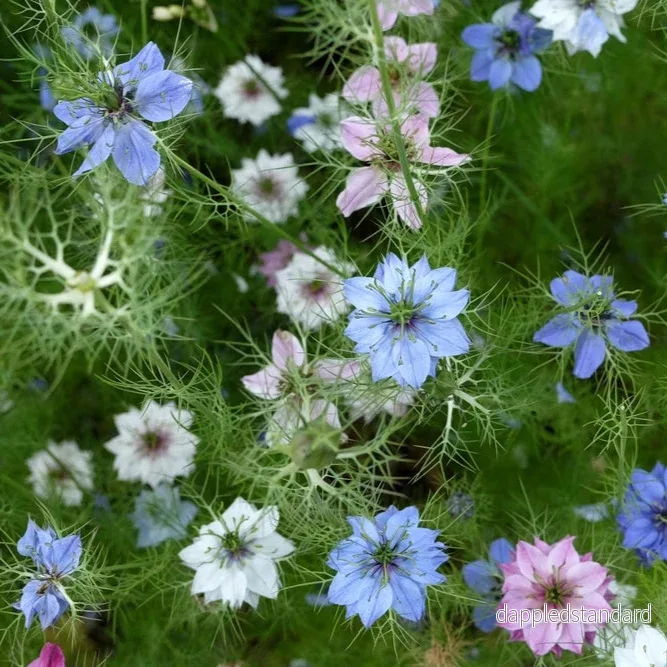 Jungfrun i det gröna ´Persian Jewels Mix´