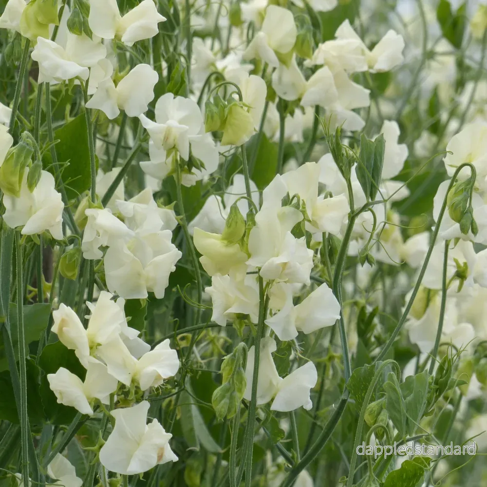 Luktärt ´Spring Sunshine Cream´
