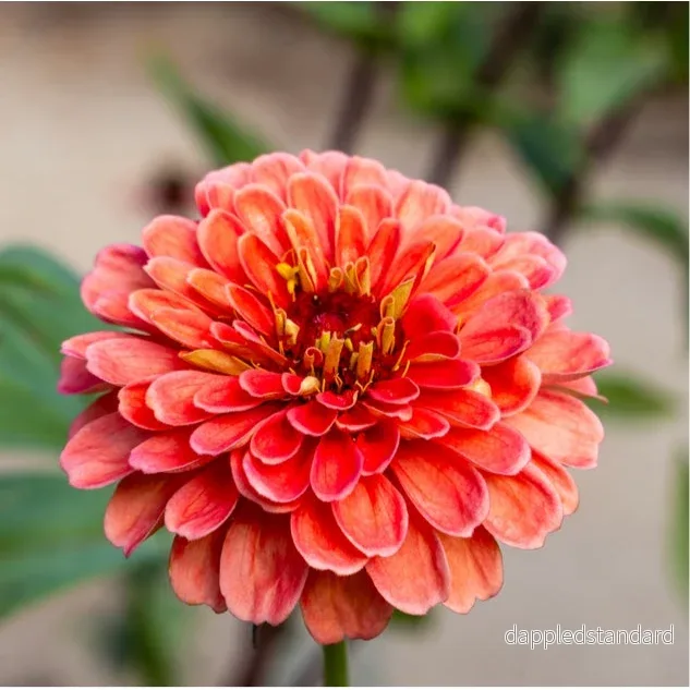 Zinnia ´Salmon Queen´ Zinnia ´Salmon Queen´