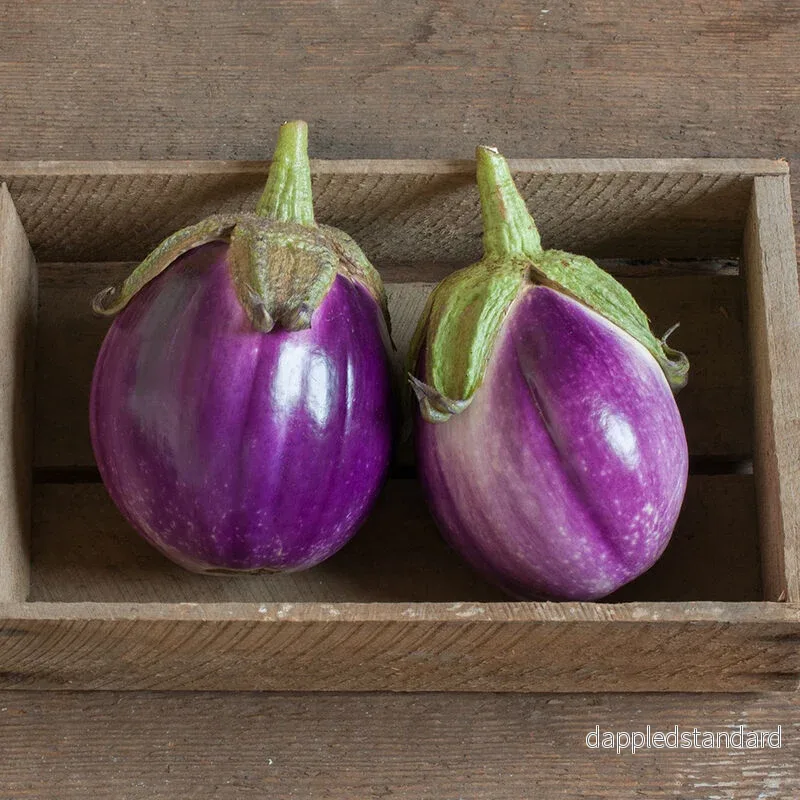 Aubergine ´Rosa Bianca´
