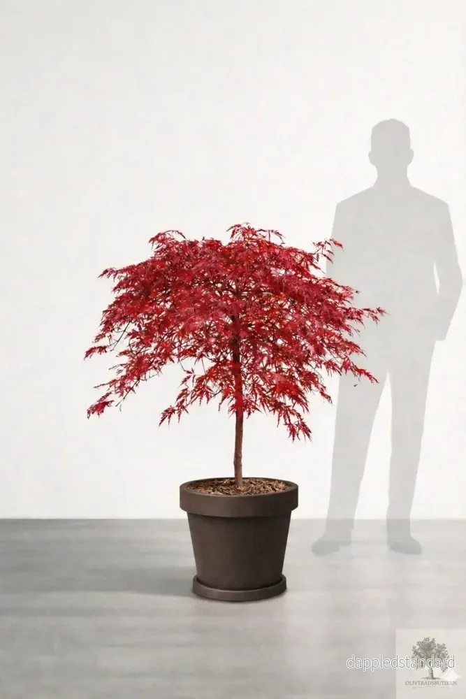 Japansk lönn rödbladig – Inaba Shidare – Acer Dissectum