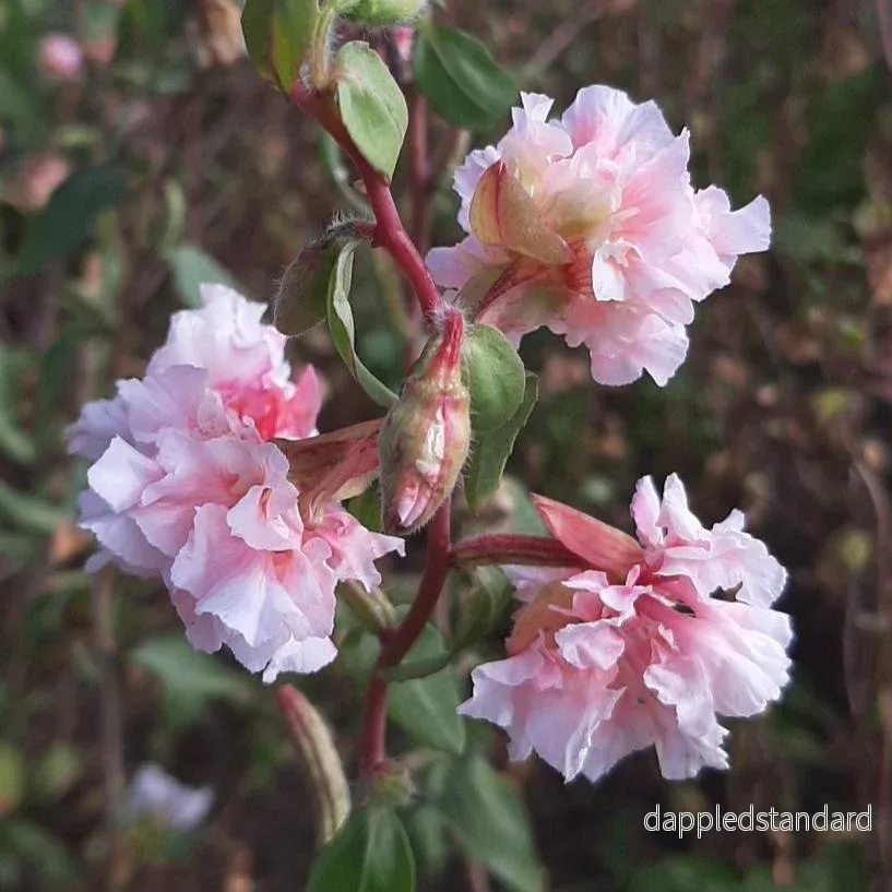 Clarkia ´Enchantress´