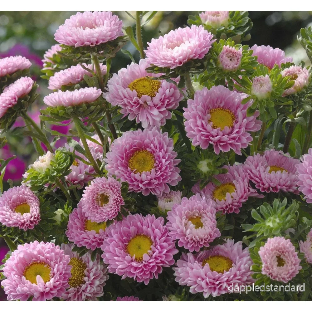Sommaraster ´Matsumoto Pink´ Sommaraster ´Matsumoto Pink´