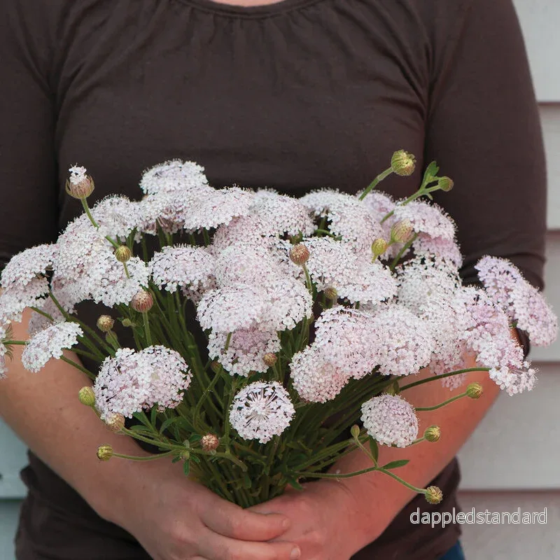 Spetsblomma/Blåparasoll ´Lacy Pink´